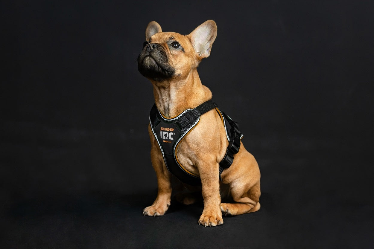 Arnés Julius K9 Longwalk