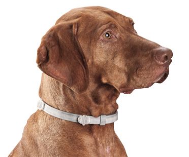 Collar Seresto