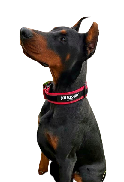 Collar asa de agarre Julius K9